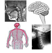 Nervous system with Neck and Brain