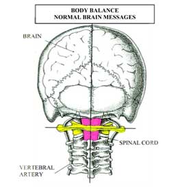 Aligned Neck, Atlas and Skull